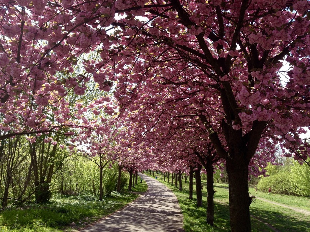 cherry-blossom-1742599_1280
